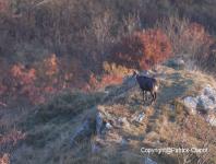 images/chamois/chamois-02-31-octobre-2011 copie.jpg